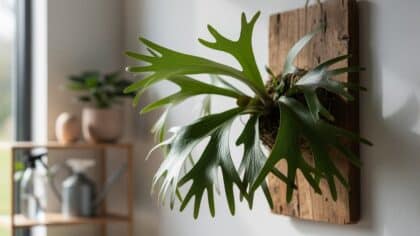 staghorn fern care